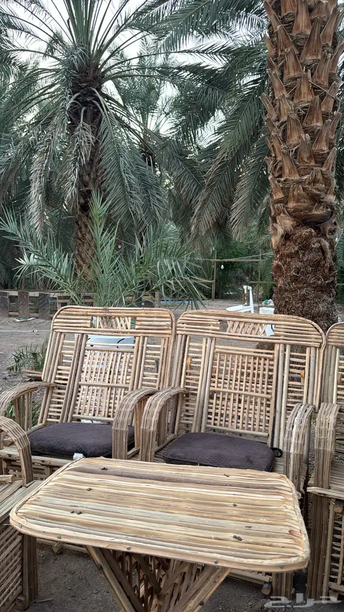 جريد سعف عسيب 15