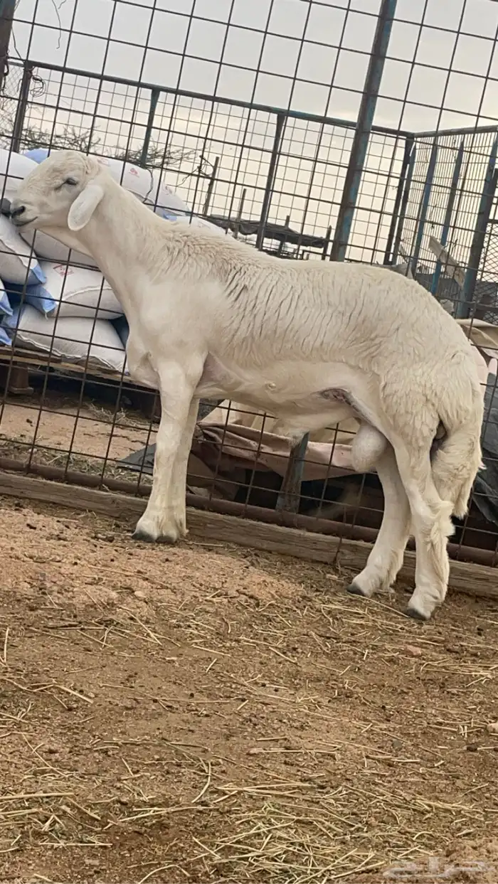 بيع طليان فحول ومشاريع فحول الصنف ومن مرحنا معروفه 32
