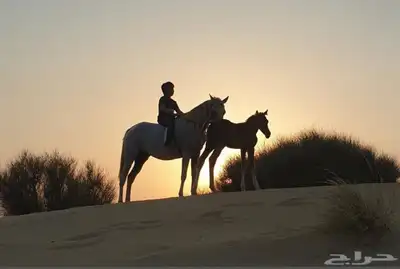 بوايك خيل للايجار طريق الرياض 1