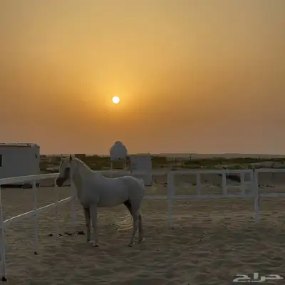 بوايك خيل للايجار طريق الرياض 3