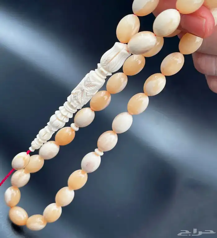 ناب حوت النارون توصيل جميع المملكه 1