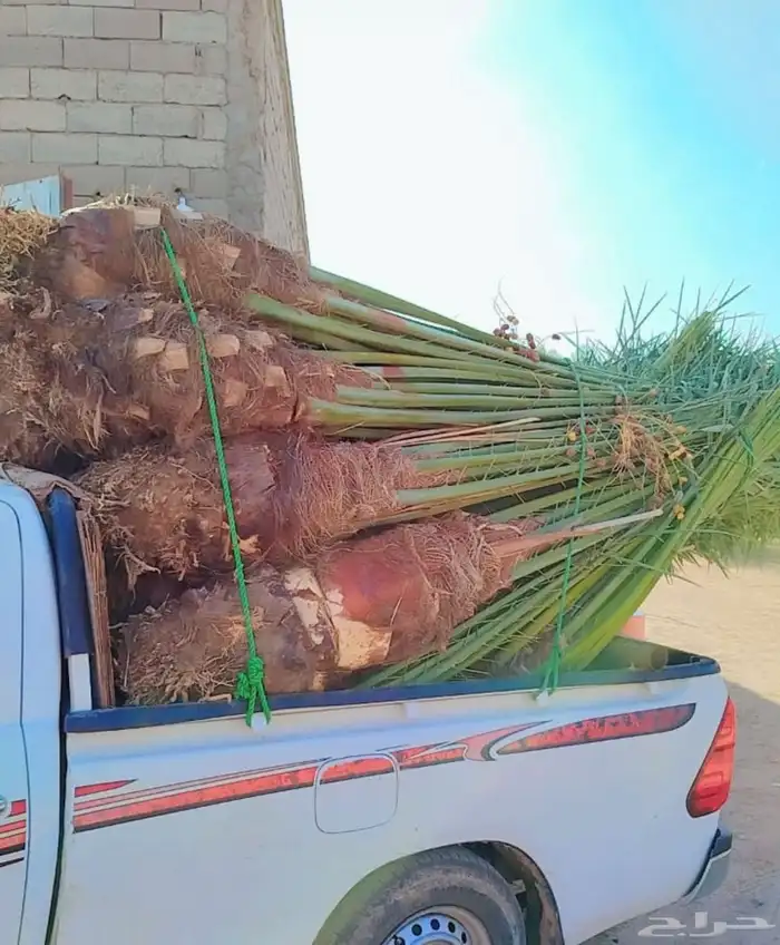 نخيل مثمر للبيع متواجد في نجران 0