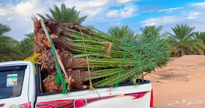 نخيل مثمر للبيع متواجد في نجران 1
