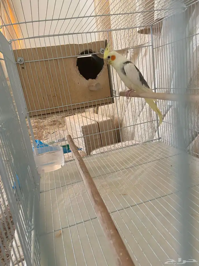 زوج كروان منتج 0