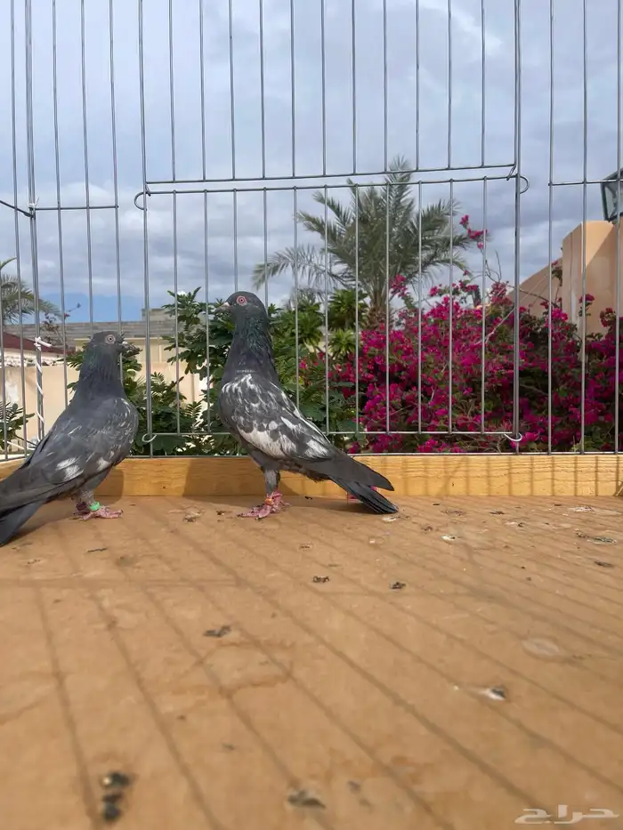 البيع داب ولا بيور ( سخي ) 9