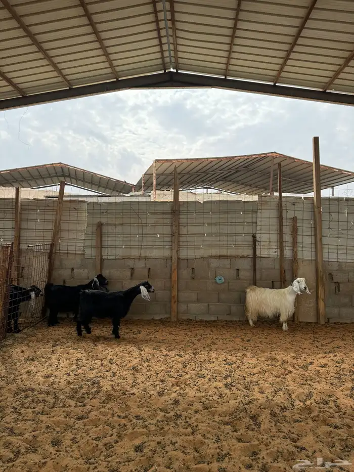 معزا للبيع 2