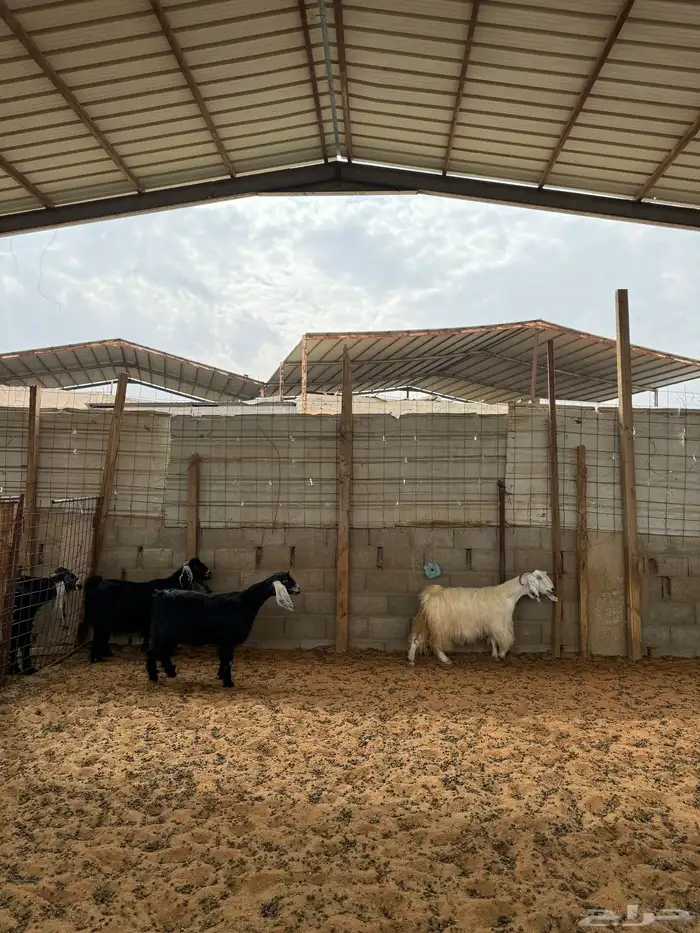 معزا للبيع 3