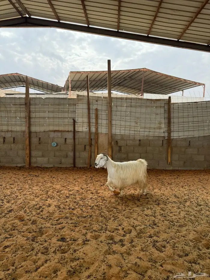 معزا للبيع 1