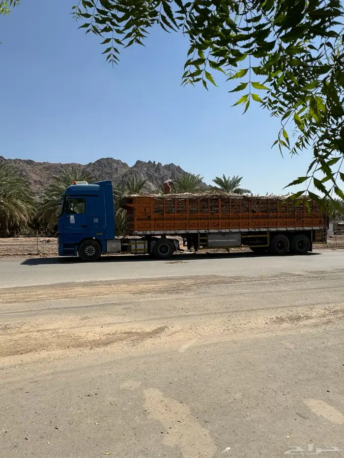 جريد سعف عسيب 5