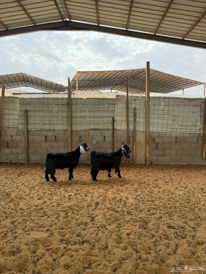 معزا للبيع 0