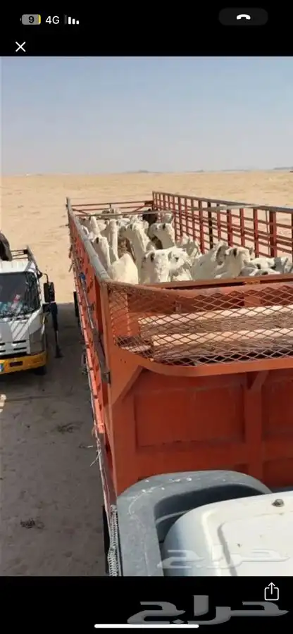 تريلة لنقل الابل والبضايع 0