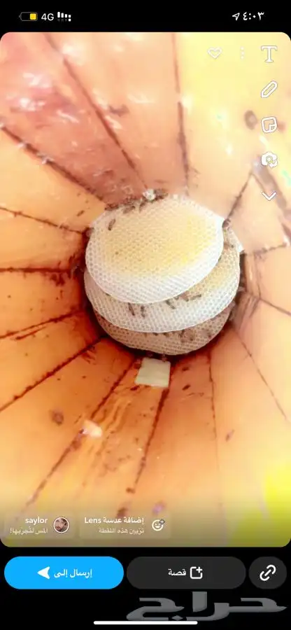 عسل سدر صافي  درجة أولى 6