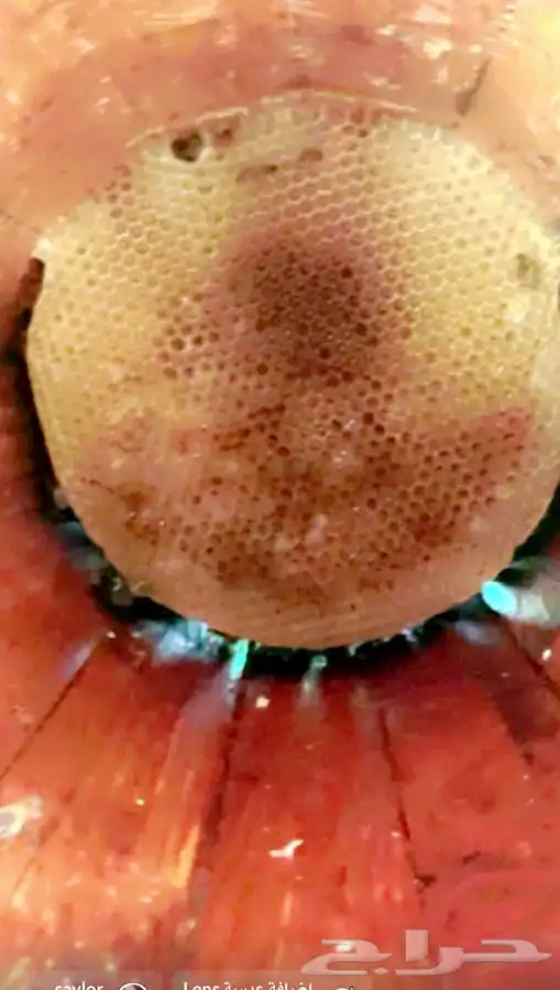 عسل سدر صافي  درجة أولى 4