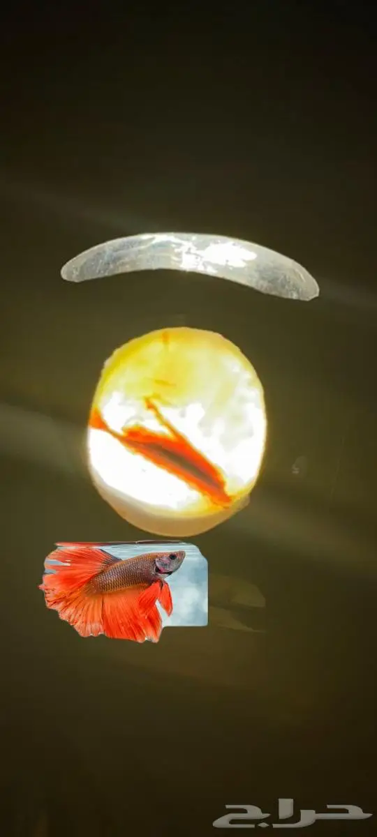 لعشاااق النواددر 0