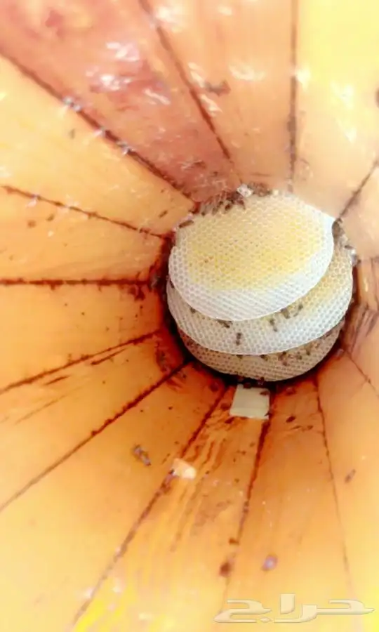 عسل سدر صافي  درجة أولى 7