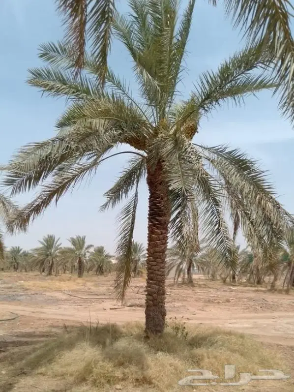 نخل للبيع خلاص صقعي مجدول شيشي سكري برحي خضري واشنطني 16