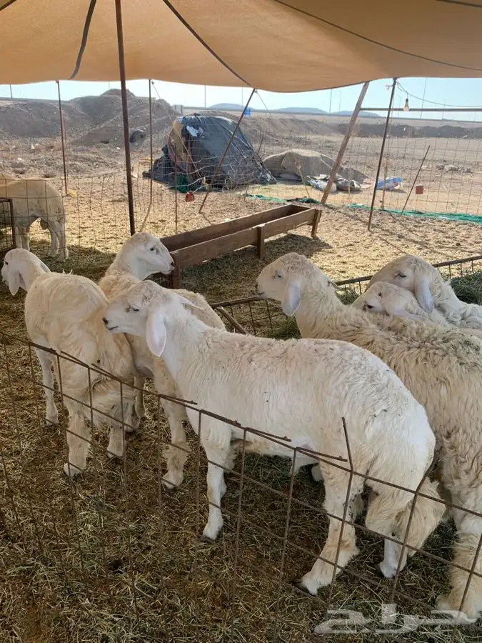 حري للبيع ذبايح مناسبات ذبائح ثلاجه يوجد توصيل 2