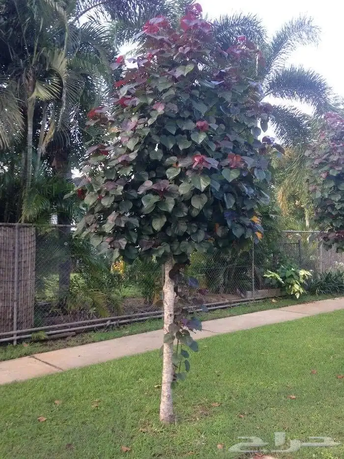 اشجار الخبيز الساحلي الأحمر النادره 1