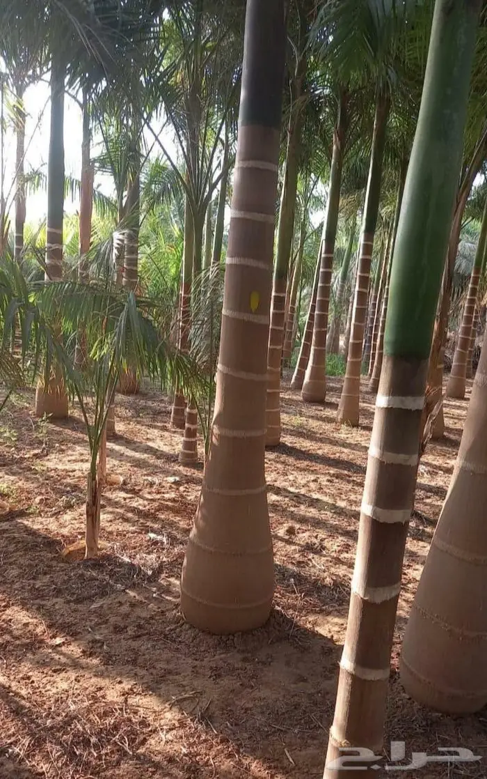 نخل للبيع خلاص صقعي مجدول شيشي سكري برحي خضري واشنطني 11