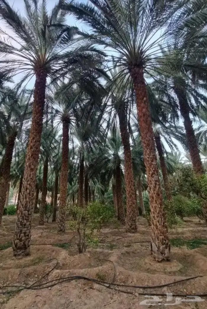 نخل للبيع خلاص صقعي مجدول شيشي سكري برحي خضري واشنطني 12