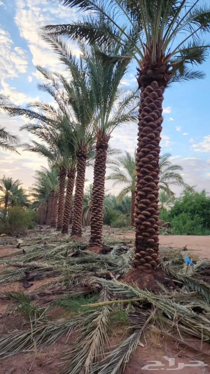 نخل للبيع خلاص صقعي مجدول شيشي سكري برحي خضري واشنطني 0