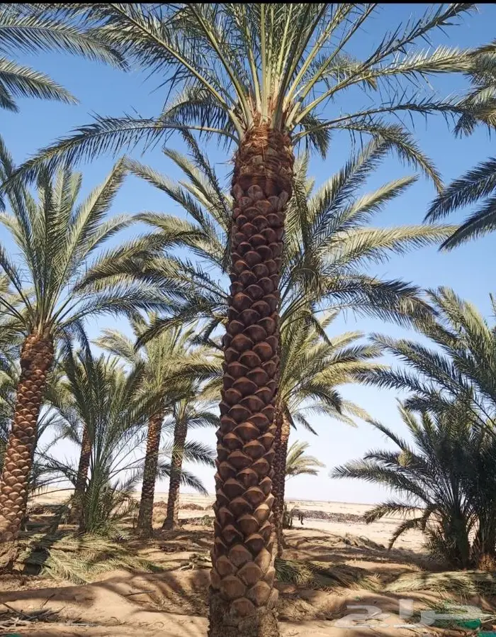 نخل للبيع خلاص صقعي مجدول شيشي سكري برحي خضري واشنطني 9