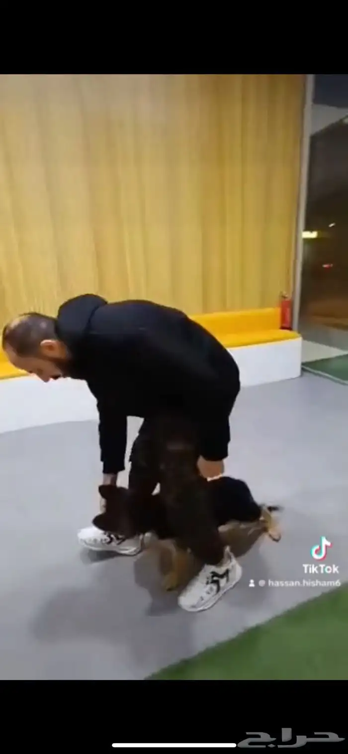 مدرب كلاب بالمنزل 3