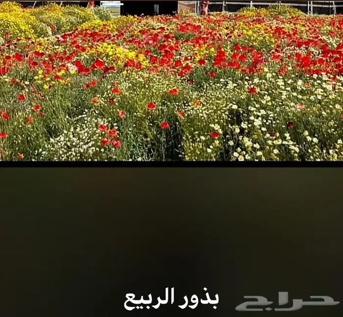 عرض بذور بريه وموسميه كيس بذر مشكل اكثر 6000 بذره ب50 ريال 43