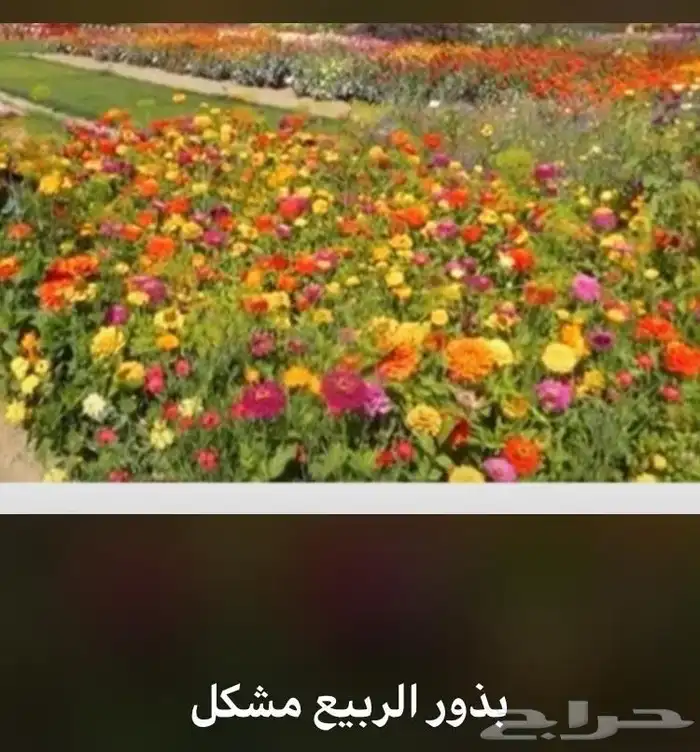 عرض بذور بريه وموسميه كيس بذر مشكل اكثر 6000 بذره ب50 ريال 42
