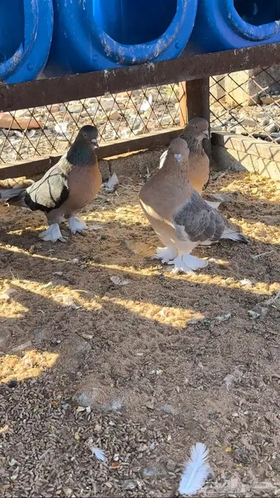 حمام شمعي ومكتف للبيع 0