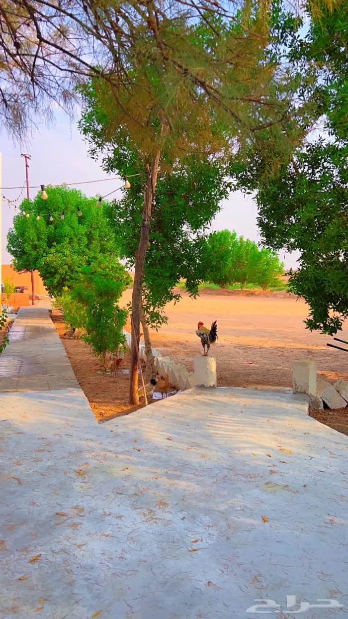 شاليه ومنتجع رشه مطر الريفي 11