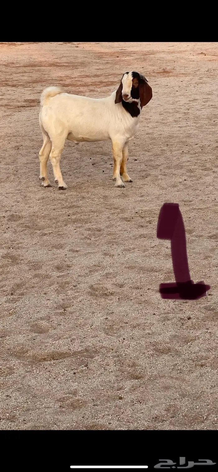 تم البيع تيوس بورقت فواخر تب التب بيور مادخل عليها تهجين 2
