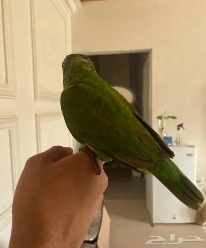 (تم البيع) ببغاء سنغالي يويو 1