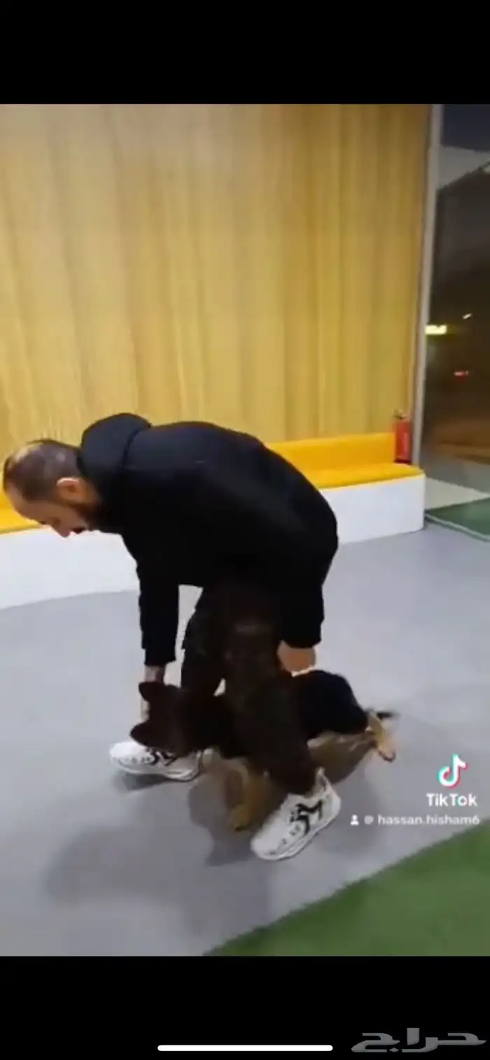مدرب كلاب بالمنزل 11