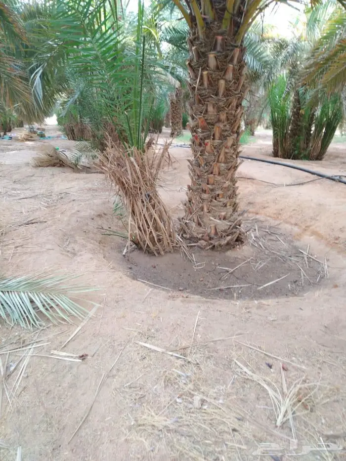 نخل للبيع خلاص صقعي مجدول شيشي سكري برحي خضري واشنطني 2