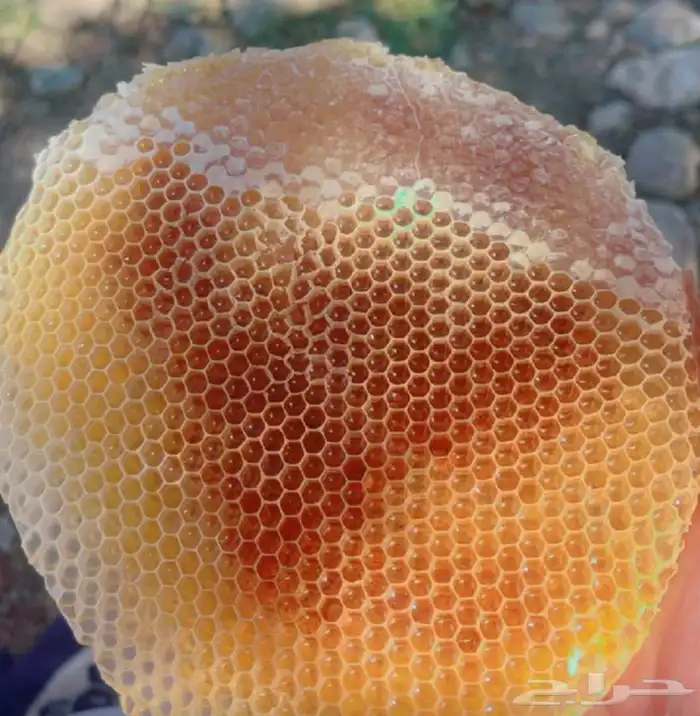 عسل سدر صافي  درجة أولى 2