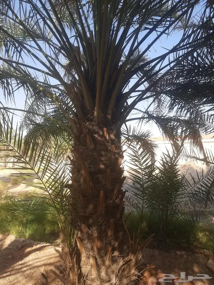 نخل للبيع خلاص صقعي مجدول شيشي سكري برحي خضري واشنطني 4