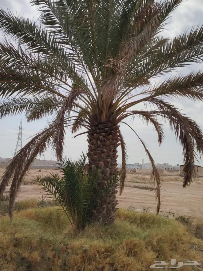 نخل للبيع خلاص صقعي مجدول شيشي سكري برحي خضري واشنطني 3