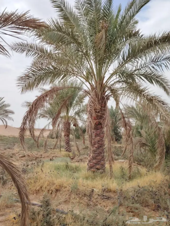نخل للبيع خلاص صقعي مجدول شيشي سكري برحي خضري واشنطني 1