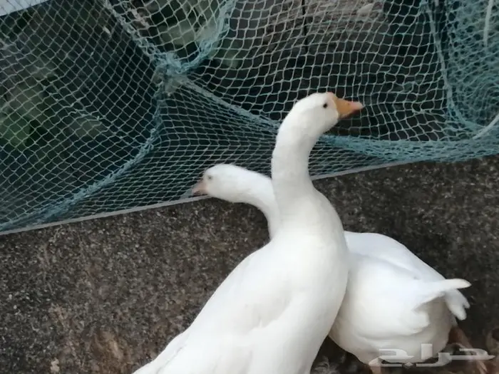 وز عراقي ابيض نوادر 9