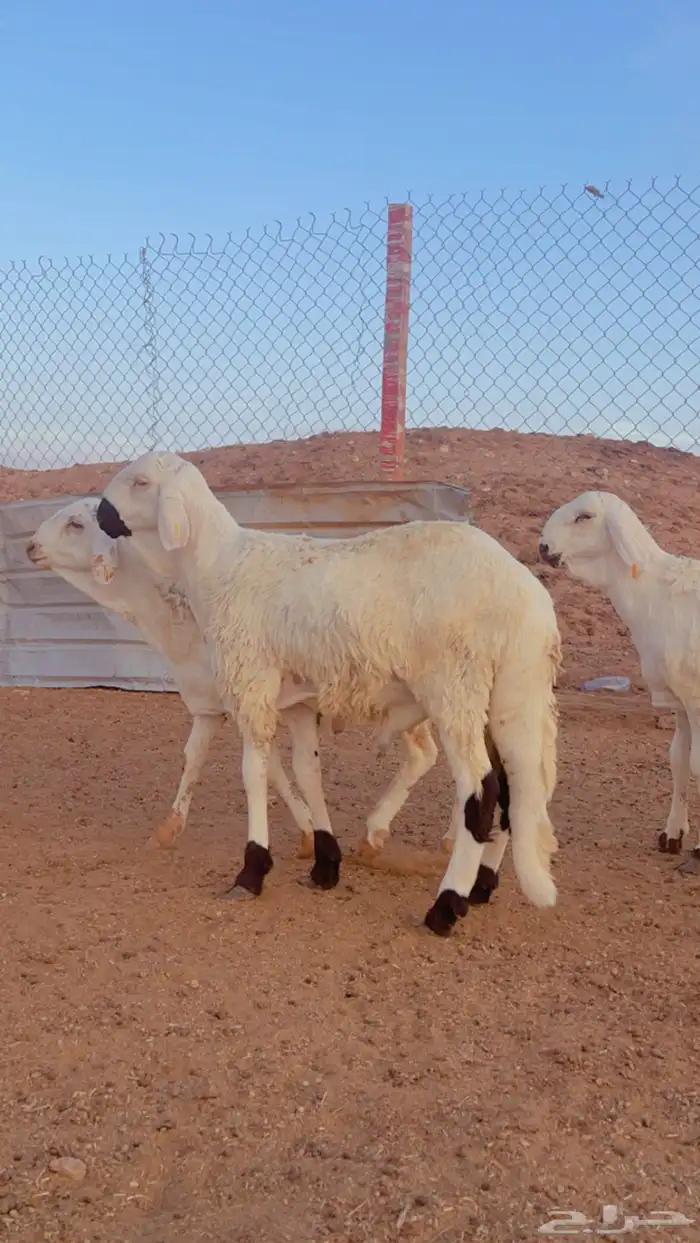 خرفان سواكن جبر ناهي مرابي 6 شهور 3
