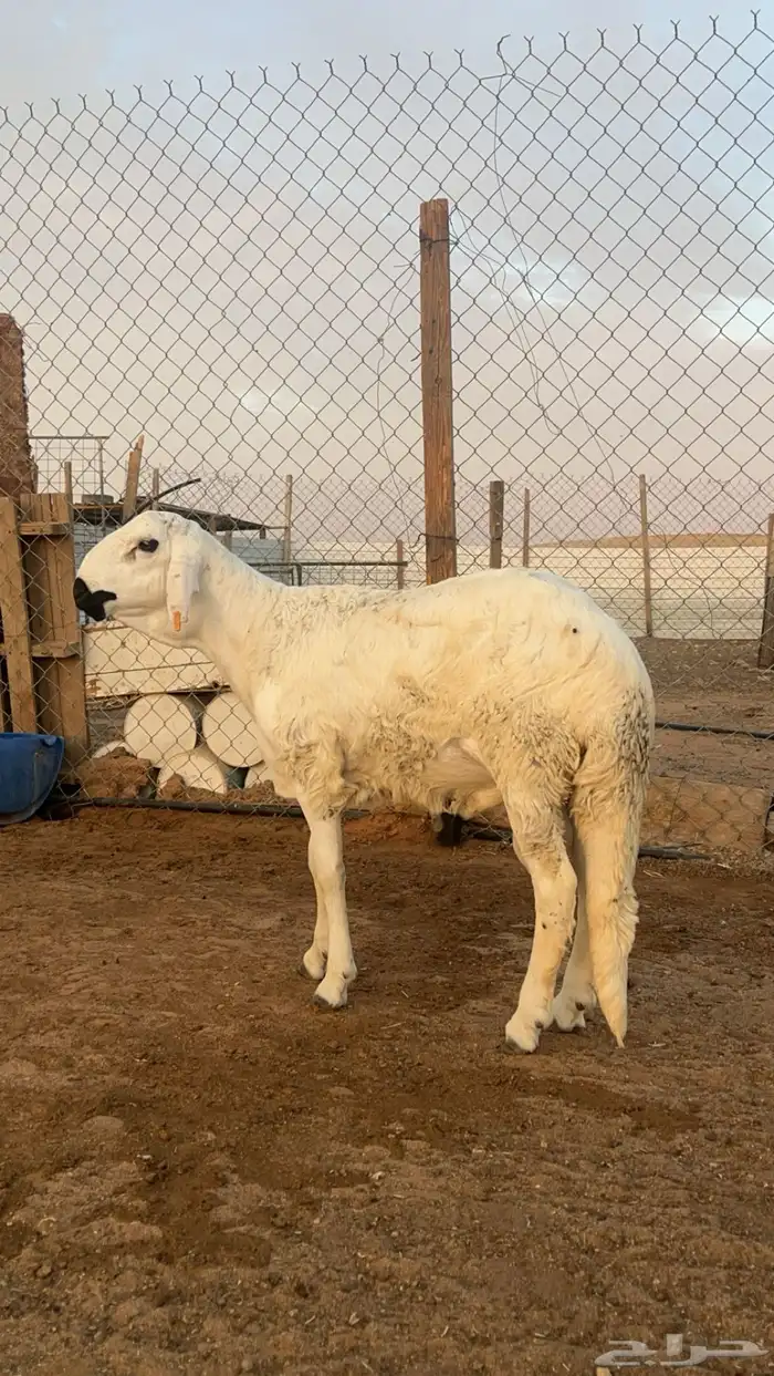 خرفان سواكن جبر ناهي مرابي 6 شهور 2