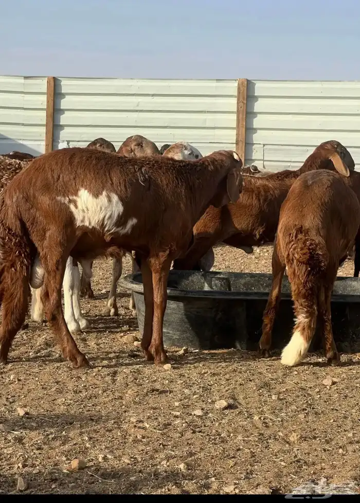 خرفان سواكن جبر ناهي مرابي 6 شهور 0