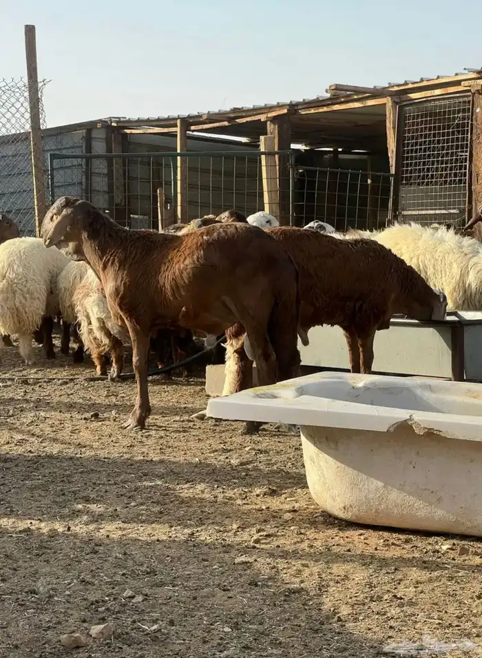 خرفان سواكن جبر ناهي مرابي 6 شهور 1