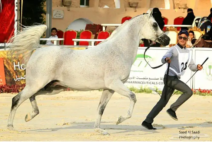 الفحل أشهل الخالديه متاح للتشبيه 7