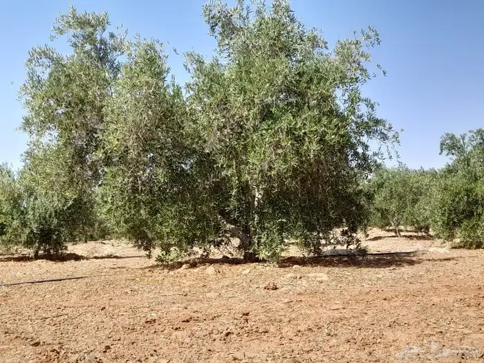اشجار زيتون 10