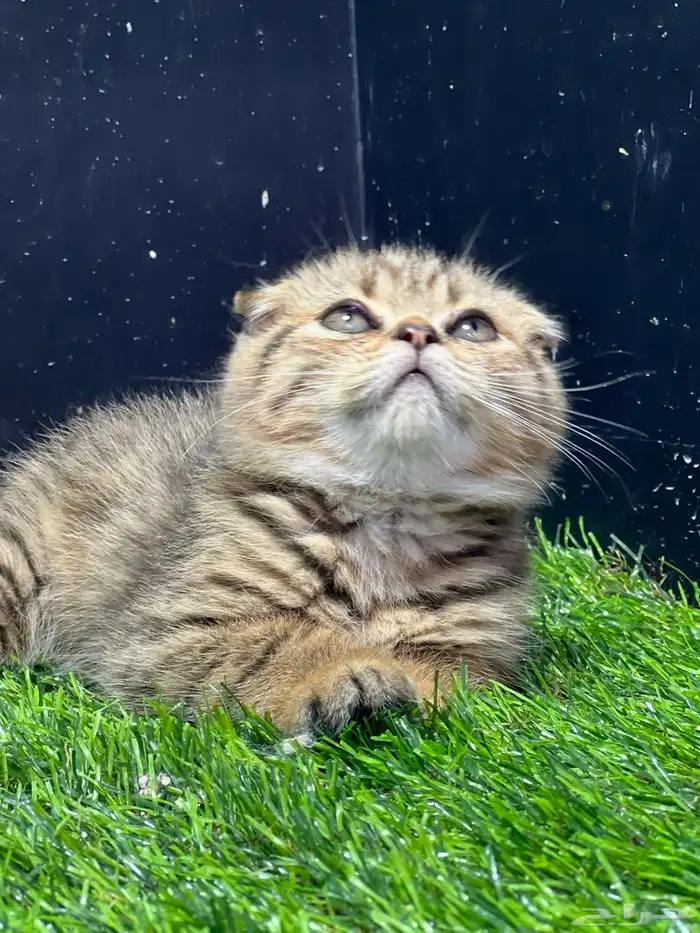 قطط سكوتش بيور 0