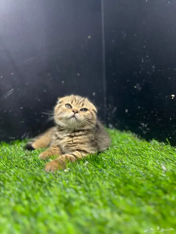 قطط سكوتش بيور 2