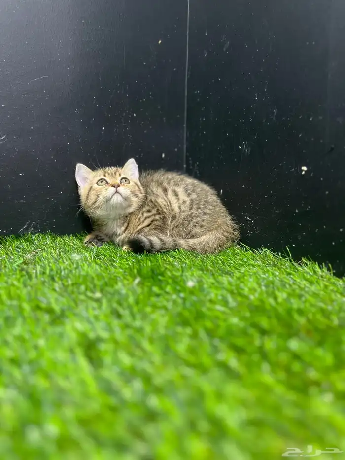 قطط سكوتش بيور 1