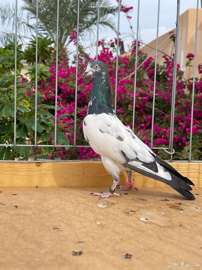 للبيع زوج تيدي سأس 3